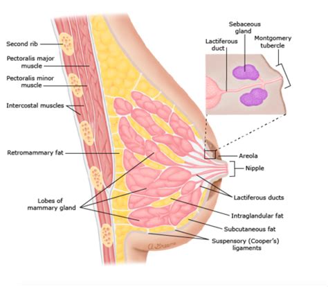 Development Breastfeeding Flashcards Quizlet