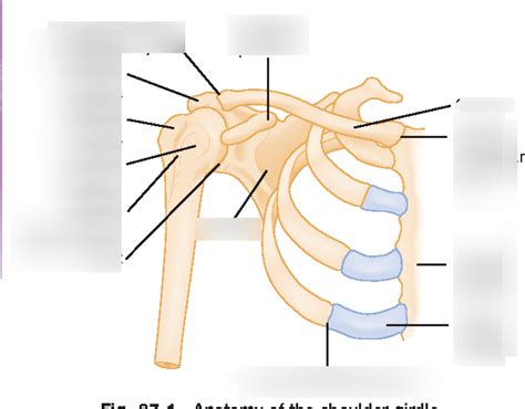 Shoulder Girdle Diagram Quizlet