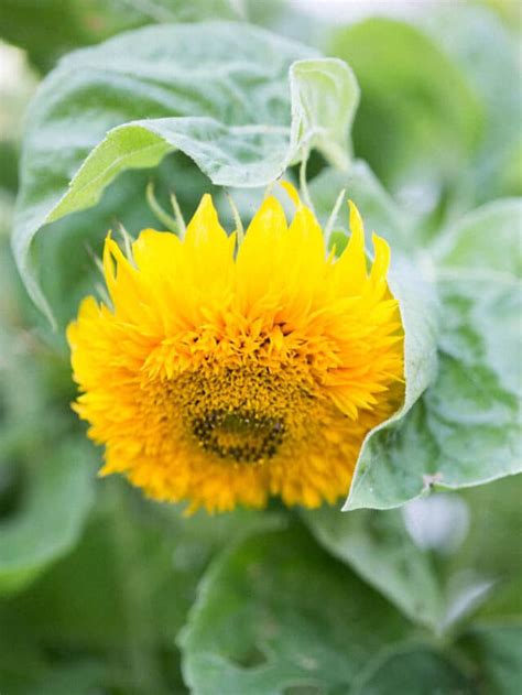 Teddy Bear Sunflowers How To Grow Care For Green Garden Cottage