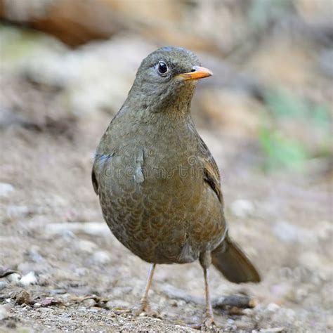 Female Grey Winged Blackbird Stock Photo Image Of Beautiful Wild