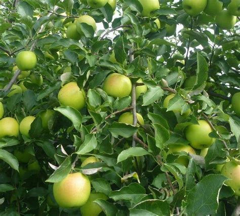 2 Mutsu Crispin Apple Trees Dwarf Fast Growing Bareroot 2 3 Ft