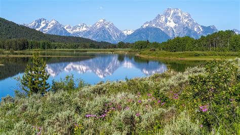 Rośliny i drzewa nad rzeką Snake w Parku Narodowym Grand Teton