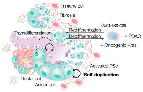 Cancers Free Full Text Stem Cells In The Exocrine Pancreas During