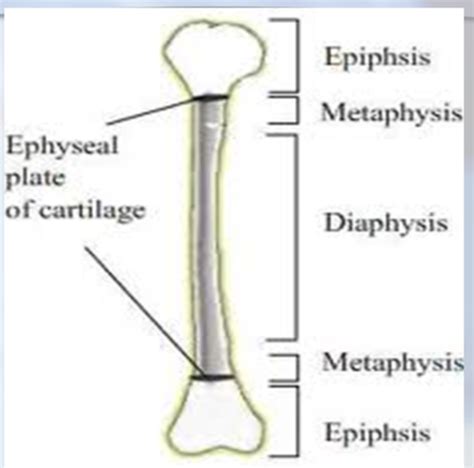 Ortho Pt 1 Flashcards Quizlet