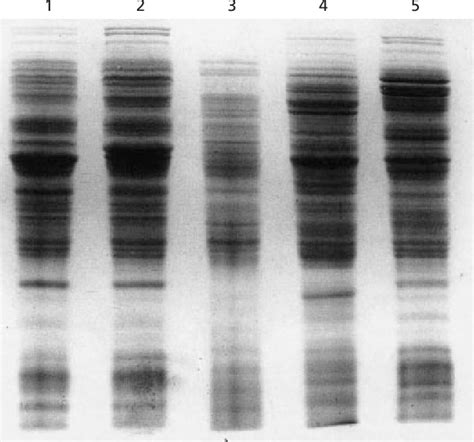 Figure 1 from Shewanella frigidimarina and Shewanella livingstonensis ...