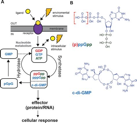 Physiology Of Guanosine Based Second Messenger Signaling In Bacillus