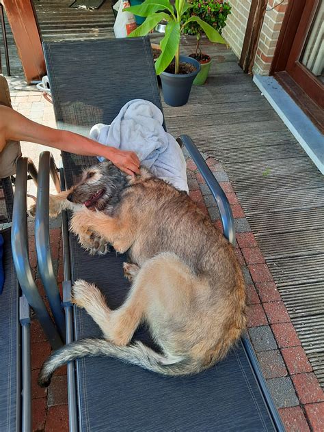 Chilling In The Shade On A Hot Summer Day Scrolller