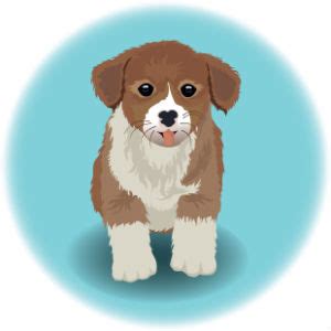 How Much Does A Maltipoo Cost