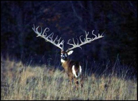 50 Big Whitetail Buck Wallpapers WallpaperSafari