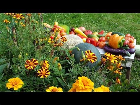 Томат "Эрос" - YouTube