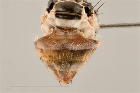 Ceratitis Capitata Fruit Fly Id Australia