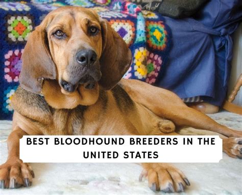 10 Best Bloodhound Breeders in the United States!