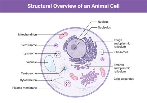 Animal Cell Structure