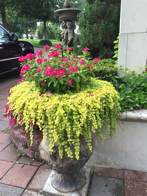 Vinca In Containers