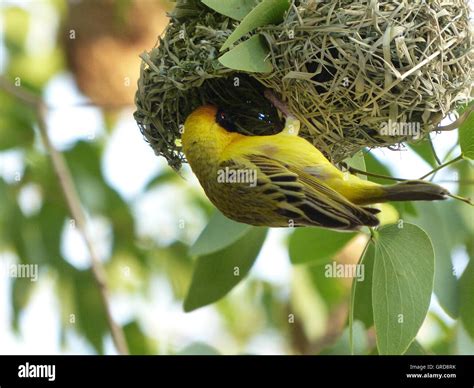 Hanging Birds Nest Hi Res Stock Photography And Images Alamy