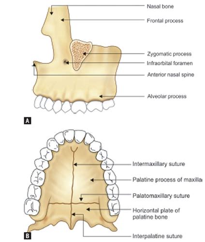 Chapter Six Anatomy Of Articulation And Resonation Flashcards Quizlet