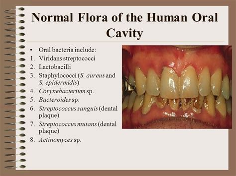 Normal Microbial Flora Of The Oral Cavity Overall Science