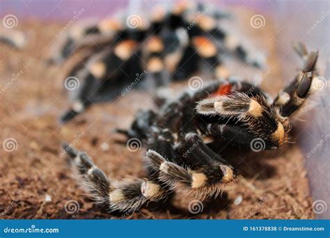 Mexican Redknee Tarantula Brachypelma Smithi Shedding it`s Skin Molting ...