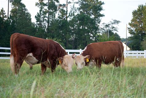 Miniature Herefords - Picalily Farm