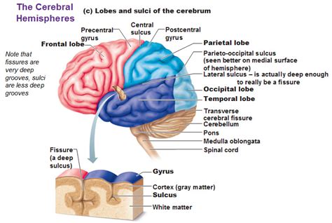 The Cerebral Hemispheres