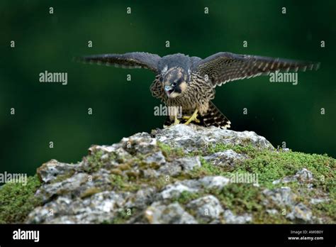 Peregrine Falcon Falco Peregrinus Fledgling Calling And Flapping