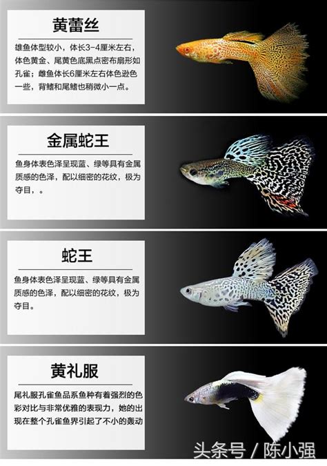 孔雀魚圖鑑~一起來認識認識常見的孔雀魚 每日頭條