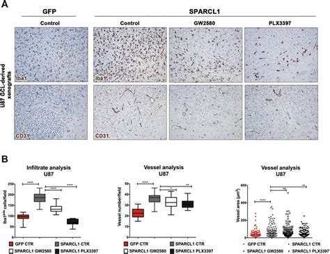 Sparcl1 Induced Neoangiogenesis Is Not Primarily Mediated By Microglia Download Scientific