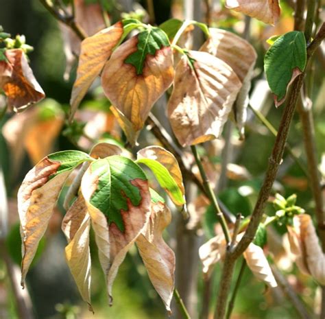 Dogwood Tree Leaf Identification