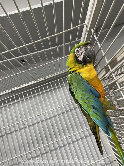 Miligold Macaw For Sale