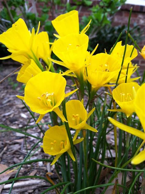 The Beauty Of Yellow Perennial Flowers