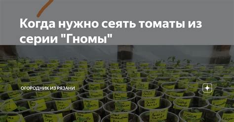 Когда нужно сеять томаты из серии "Гномы" | Огородник из Рязани | Дзен