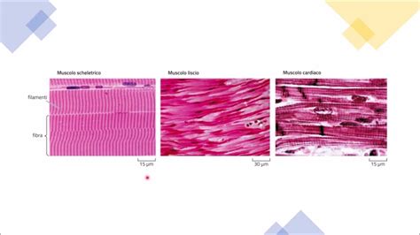 Anatomia Tessuto Muscolare Muscolo Liscio Cardiaco Scheletrico