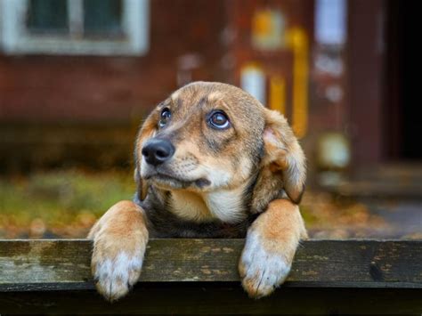 70 des chiens dans le monde vivent abandonnés