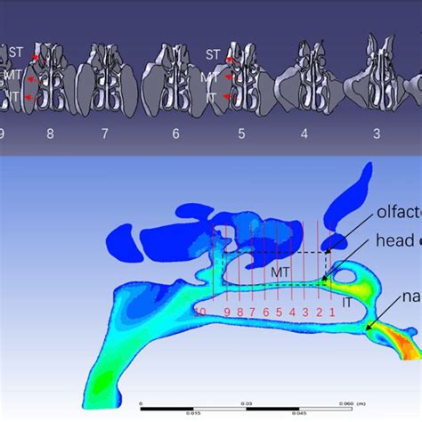 Overall Sagittal Segmentation View Of The Cross Sectional System A Download Scientific