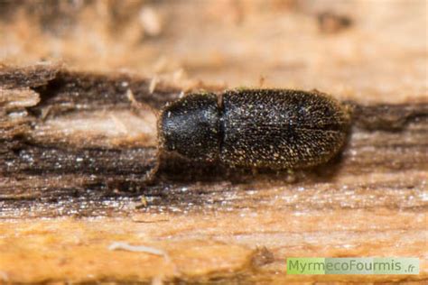 La petite vrillette un coléoptère xylophage