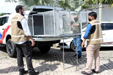 O Condutor Que Transportar Animais Silvestres Sem Autorização - Semas adquire viatura adaptada para transporte de animais silvestres ...