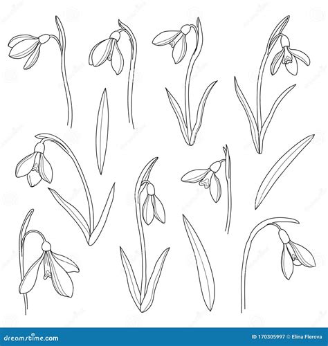 Vector Snowdrops Set Hand Drawn Snowdrops Flowers In Line Style On