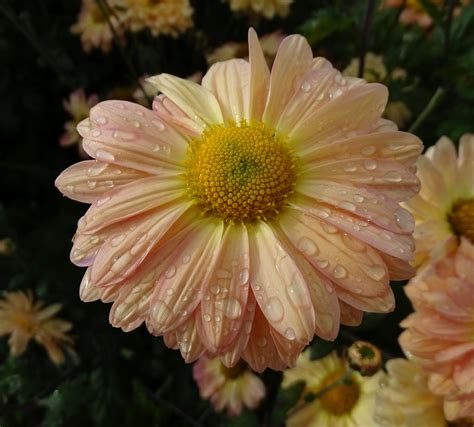 Spray Chrysanthemum Honey Enbee Wedding Halls Of Heddon Sue Taylor