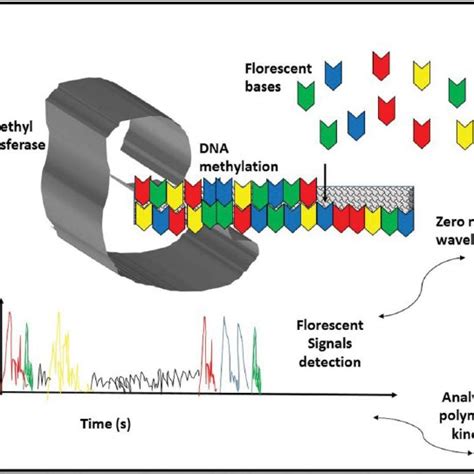 Nano Pore Sequencing Process Description Of Sequencing Process