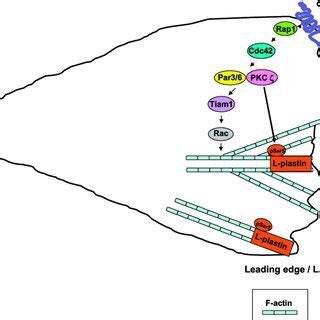 Schematic Model Depicting The Proposed Role Of L Plastin In Response To