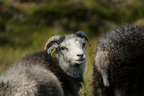 herdwick      herdwick stock  hd images