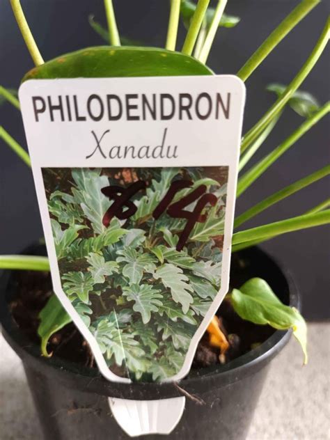 Philodendron Xanadu In Mm Pot Canberra Nursery Garden Centre