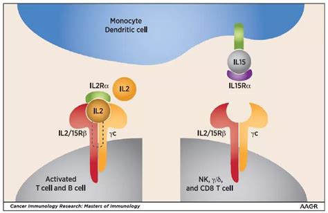 IL 2 Cytokine界的金刚小王子