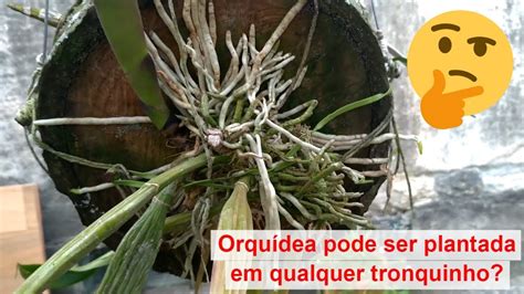 Dicas Dona Maria Orquídea pode ser plantada em qualquer tronquinho