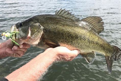 Fly Fishing For Bass On The California Delta