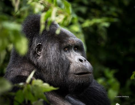 Global Mountain Gorilla Population Count Grows To Wwf