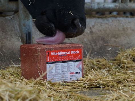 Vita Mineral Block