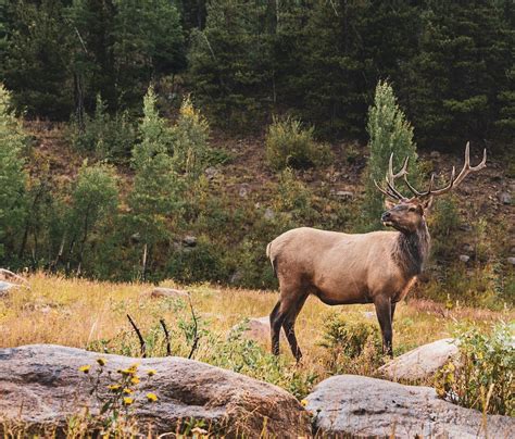 The Best Caliber For Elk Hunting What You Need To Know