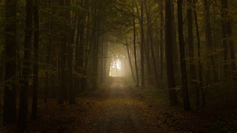 Free Images Tree Nature Forest Pathway Wilderness Branch Light Fog Mist Sunlight