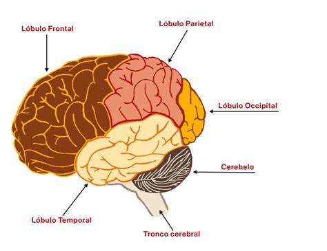 El Cerebro Serebros